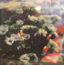 Jinje & A. Montane/Neon Garden (12")