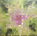 The Field/Now You Exist (12")