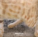 Dublon/Nectar (12")