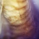 Eluna Vex, A.B.E.L./TECH043 (12")