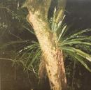 Artefakt & Maayan Nidam/Collaborations II (12")